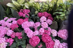 2026-05-01-Longwood-Gardens-1
