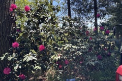 2026-05-01-Longwood-Gardens-13