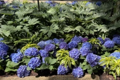 2026-05-01-Longwood-Gardens-2