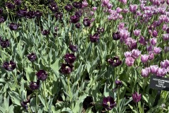 2026-05-01-Longwood-Gardens-25