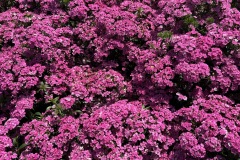 2026-05-01-Longwood-Gardens-28