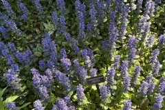 2026-05-01-Longwood-Gardens-34